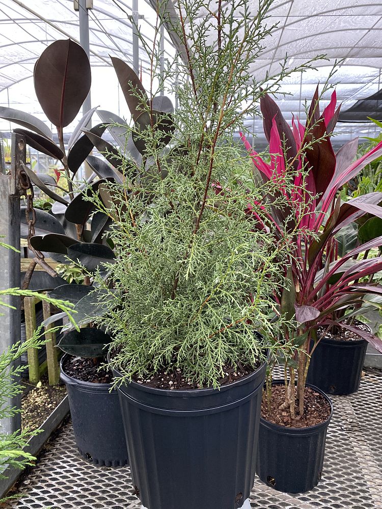 cupressus-arizonica-glabra-carolina-sapphire-arizona-blue-cypress-smooth-bark-arizona-cypress-callitropsis-glabra