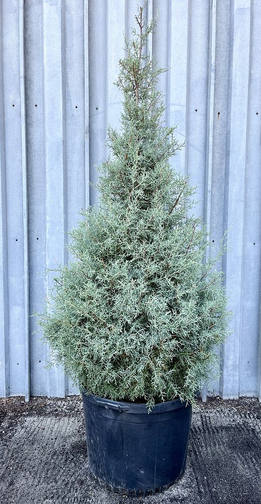 cupressus-arizonica-glabra-carolina-sapphire-arizona-blue-cypress-smooth-bark-arizona-cypress-callitropsis-glabra
