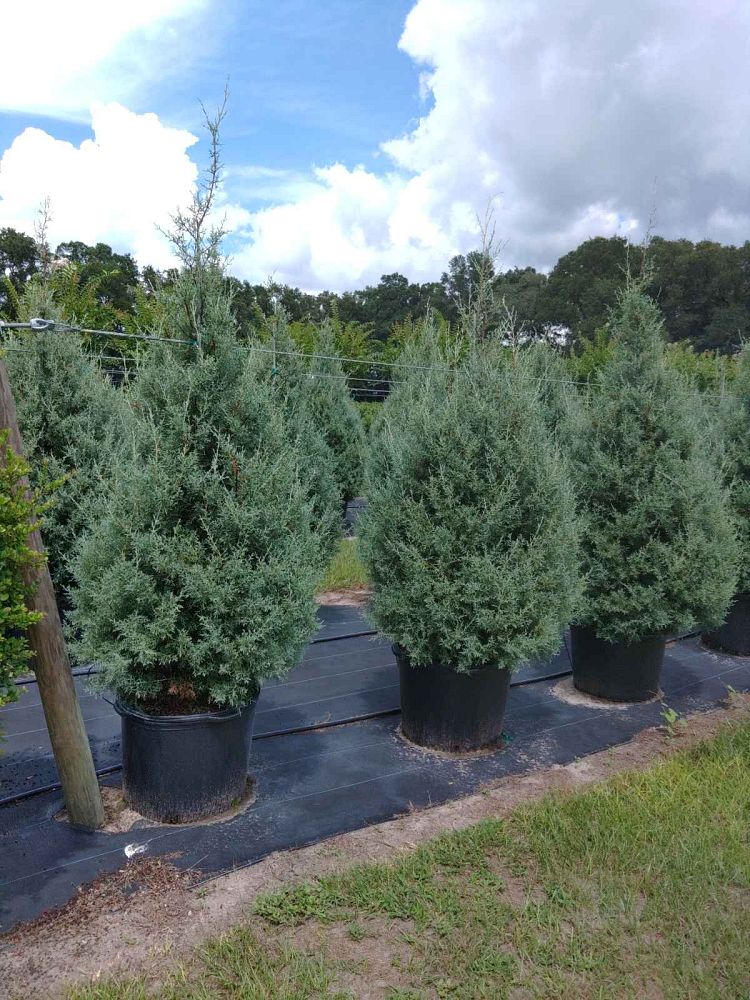 cupressus-arizonica-glabra-carolina-sapphire-arizona-blue-cypress-smooth-bark-arizona-cypress-callitropsis-glabra