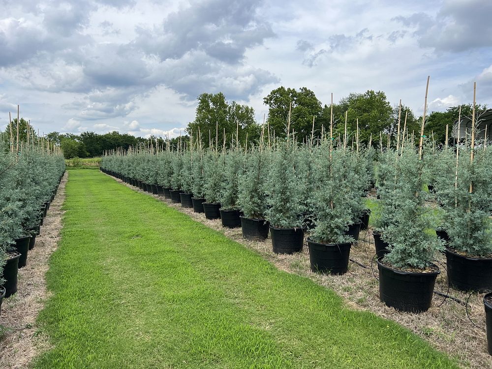 cupressus-arizonica-glabra-carolina-sapphire-arizona-blue-cypress-smooth-bark-arizona-cypress-callitropsis-glabra
