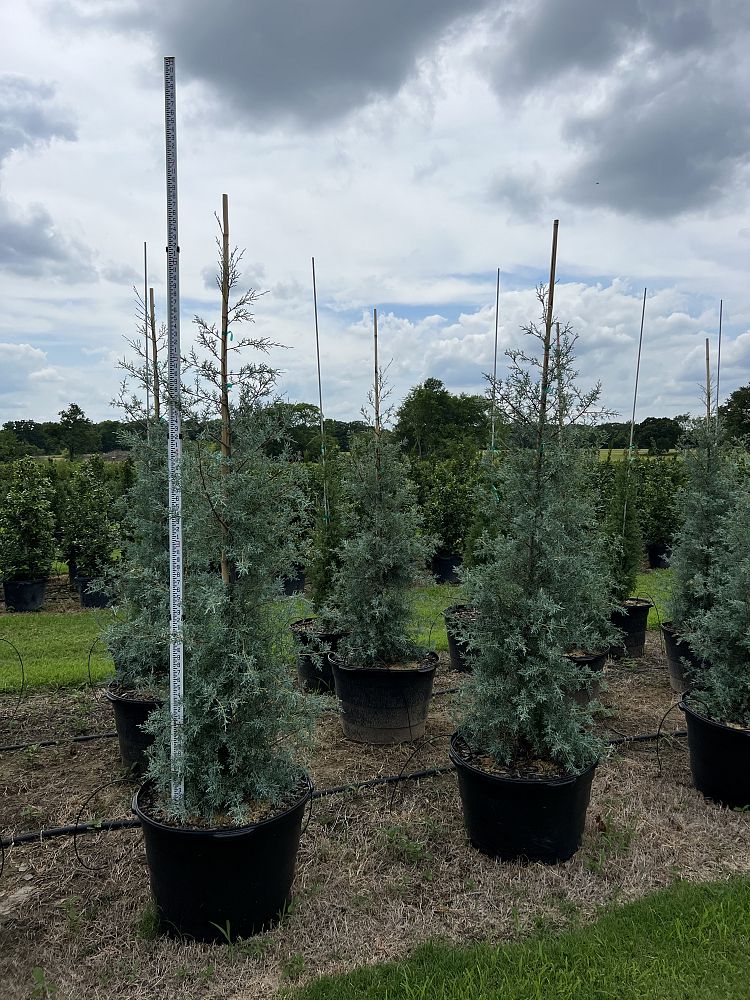 cupressus-arizonica-glabra-carolina-sapphire-arizona-blue-cypress-smooth-bark-arizona-cypress-callitropsis-glabra