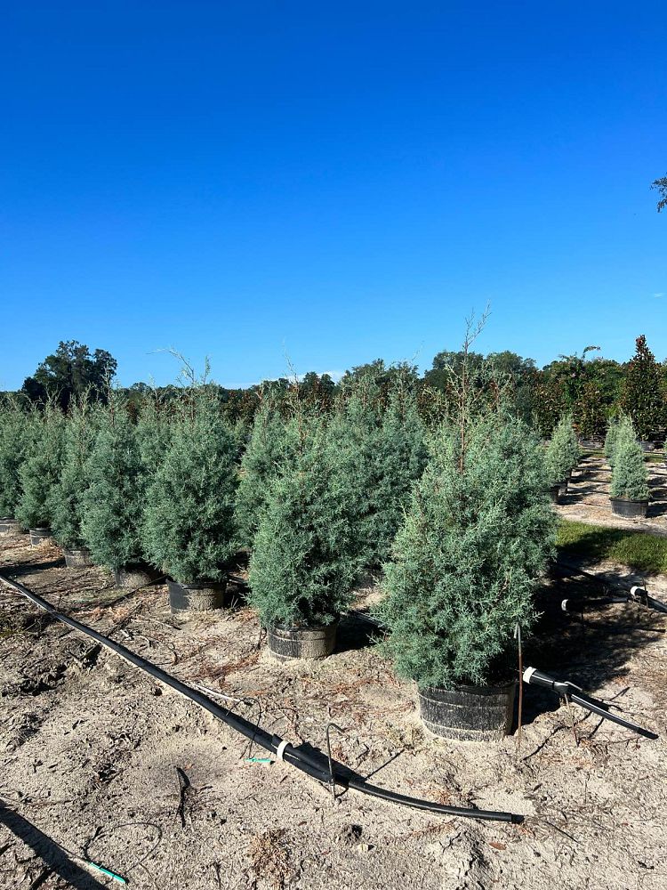 cupressus-arizonica-glabra-carolina-sapphire-arizona-blue-cypress-smooth-bark-arizona-cypress-callitropsis-glabra