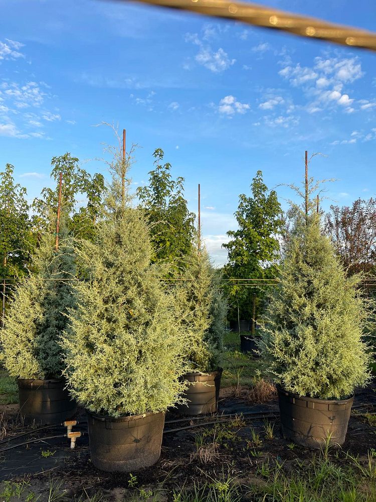 cupressus-arizonica-glabra-carolina-sapphire-arizona-blue-cypress-smooth-bark-arizona-cypress-callitropsis-glabra