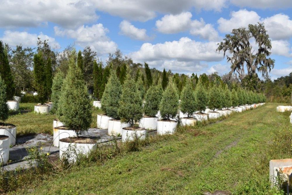 cupressus-arizonica-glabra-carolina-sapphire-arizona-blue-cypress-smooth-bark-arizona-cypress-callitropsis-glabra