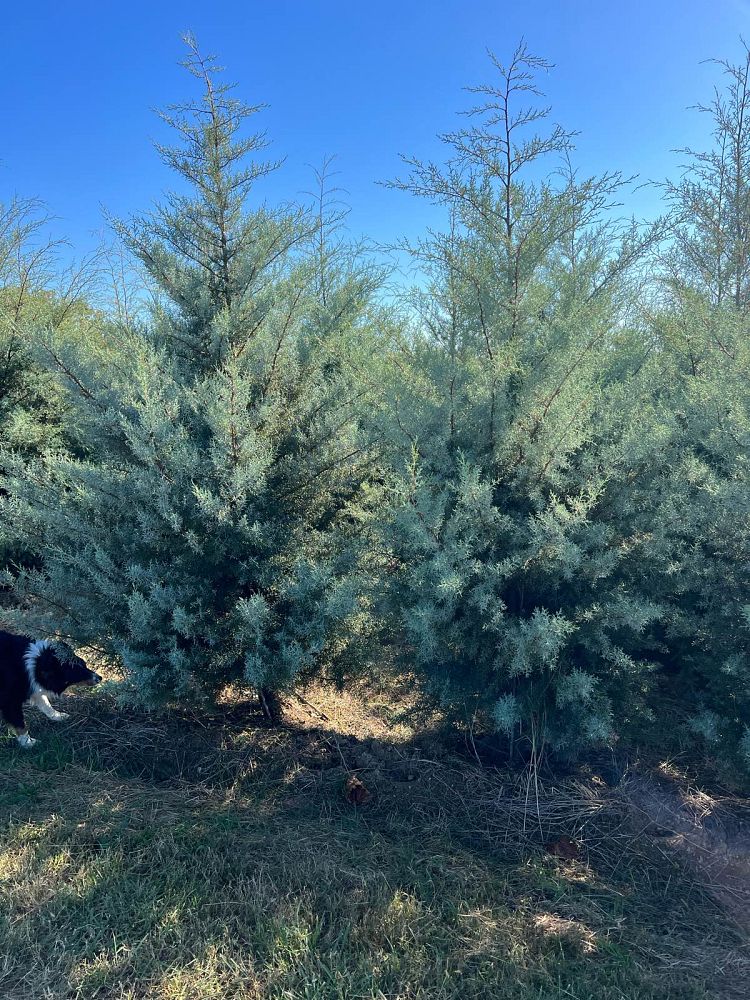cupressus-arizonica-glabra-carolina-sapphire-arizona-blue-cypress-smooth-bark-arizona-cypress-callitropsis-glabra