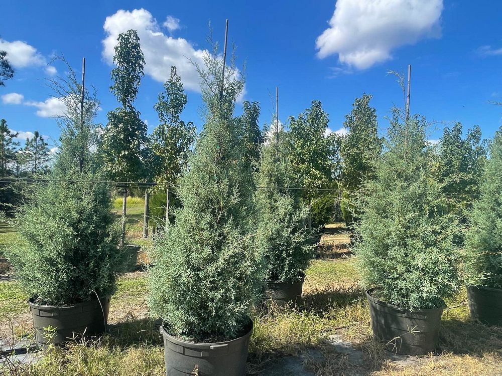 cupressus-arizonica-glabra-carolina-sapphire-arizona-blue-cypress-smooth-bark-arizona-cypress-callitropsis-glabra