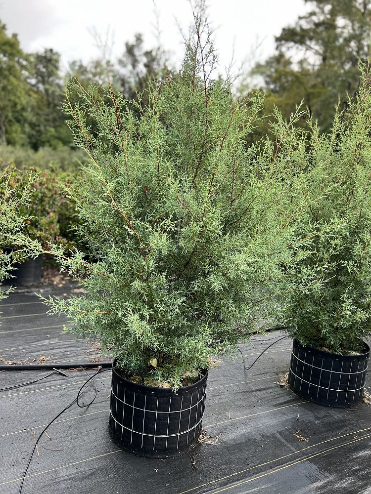 cupressus-arizonica-glabra-carolina-sapphire-arizona-blue-cypress-smooth-bark-arizona-cypress-callitropsis-glabra