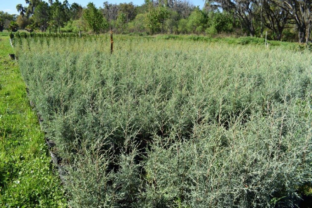 cupressus-arizonica-glabra-carolina-sapphire-arizona-blue-cypress-smooth-bark-arizona-cypress-callitropsis-glabra