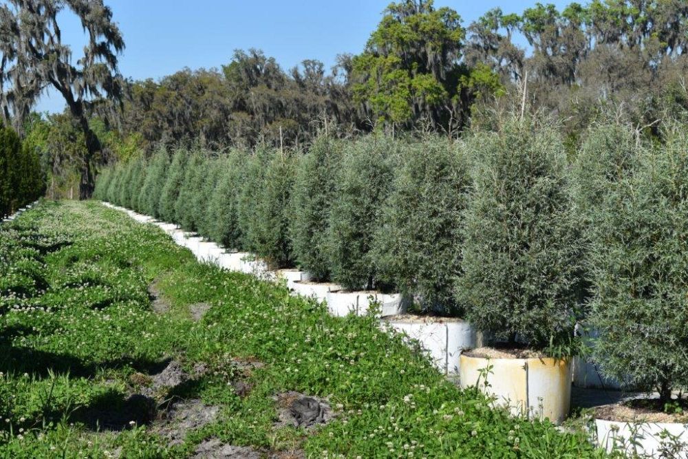 cupressus-arizonica-glabra-carolina-sapphire-arizona-blue-cypress-smooth-bark-arizona-cypress-callitropsis-glabra