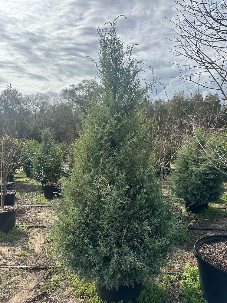 cupressus-arizonica-glabra-carolina-sapphire-arizona-blue-cypress-smooth-bark-arizona-cypress-callitropsis-glabra