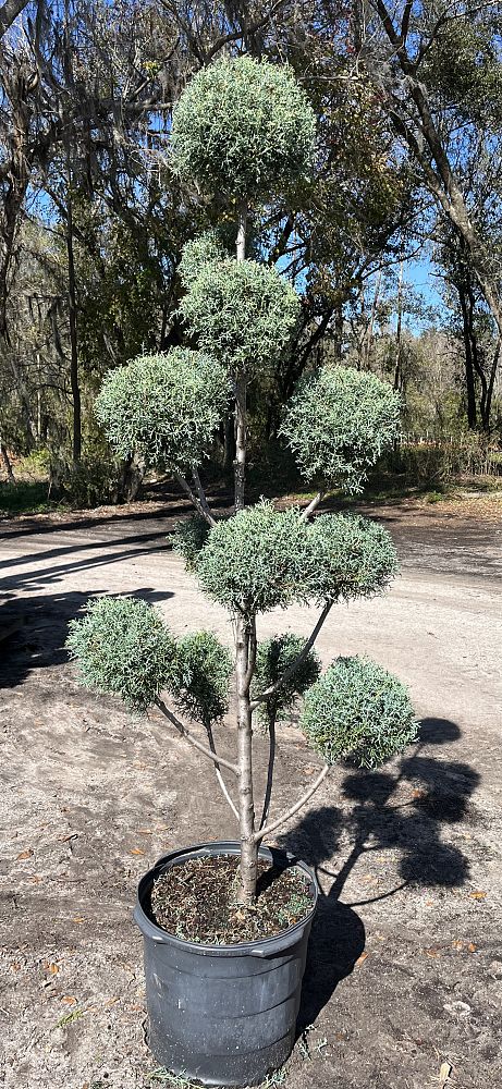 cupressus-arizonica-glabra-carolina-sapphire-arizona-blue-cypress-smooth-bark-arizona-cypress-callitropsis-glabra