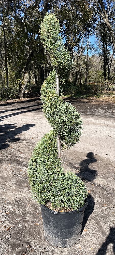 cupressus-arizonica-glabra-carolina-sapphire-arizona-blue-cypress-smooth-bark-arizona-cypress-callitropsis-glabra