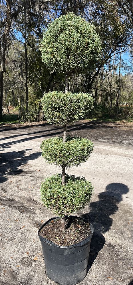 cupressus-arizonica-glabra-carolina-sapphire-arizona-blue-cypress-smooth-bark-arizona-cypress-callitropsis-glabra