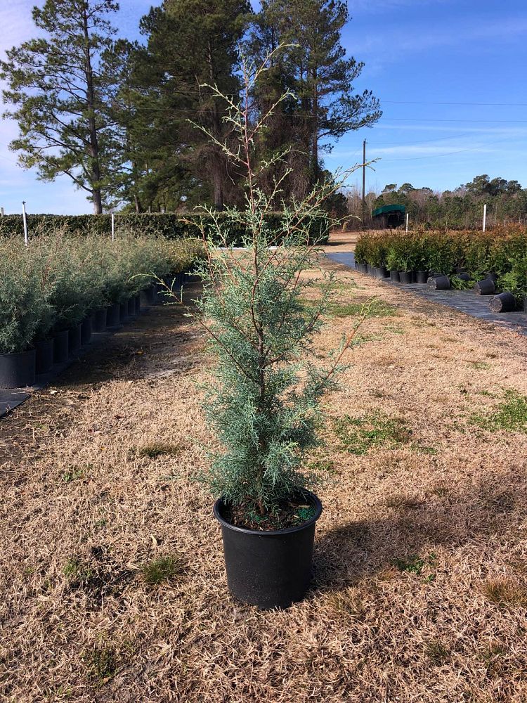 cupressus-arizonica-glabra-carolina-sapphire-arizona-blue-cypress-smooth-bark-arizona-cypress-callitropsis-glabra