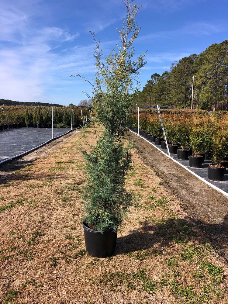 cupressus-arizonica-glabra-carolina-sapphire-arizona-blue-cypress-smooth-bark-arizona-cypress-callitropsis-glabra