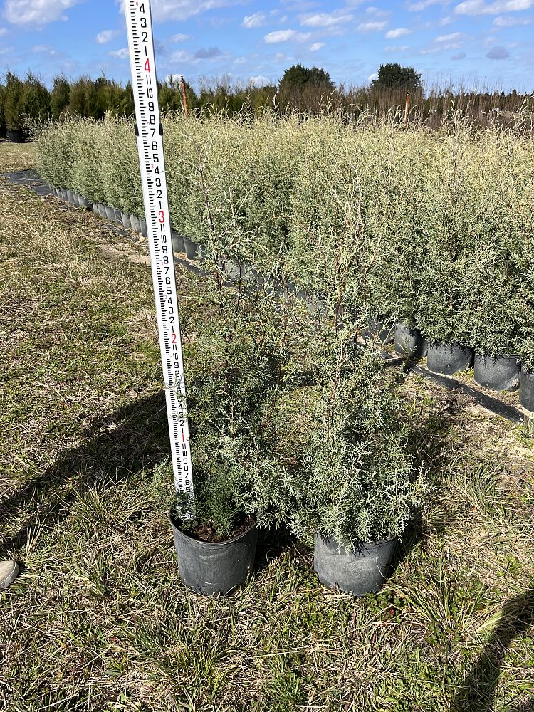 cupressus-arizonica-glabra-carolina-sapphire-arizona-blue-cypress-smooth-bark-arizona-cypress-callitropsis-glabra