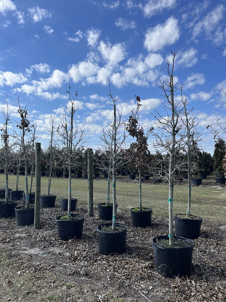 cupressus-arizonica-glabra-carolina-sapphire-arizona-blue-cypress-smooth-bark-arizona-cypress-callitropsis-glabra