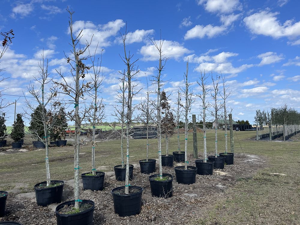 cupressus-arizonica-glabra-carolina-sapphire-arizona-blue-cypress-smooth-bark-arizona-cypress-callitropsis-glabra