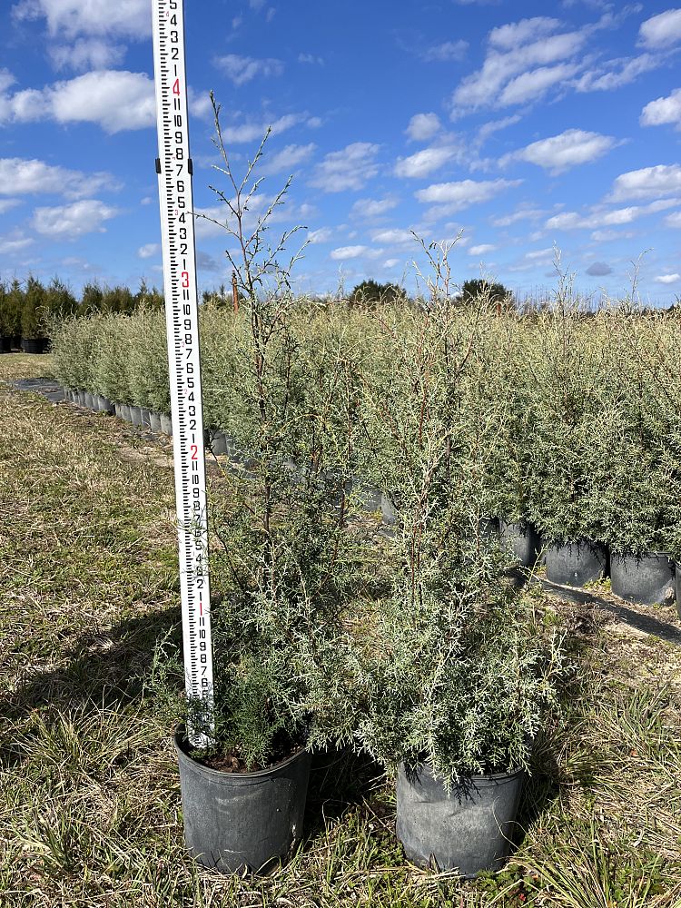 cupressus-arizonica-glabra-carolina-sapphire-arizona-blue-cypress-smooth-bark-arizona-cypress-callitropsis-glabra