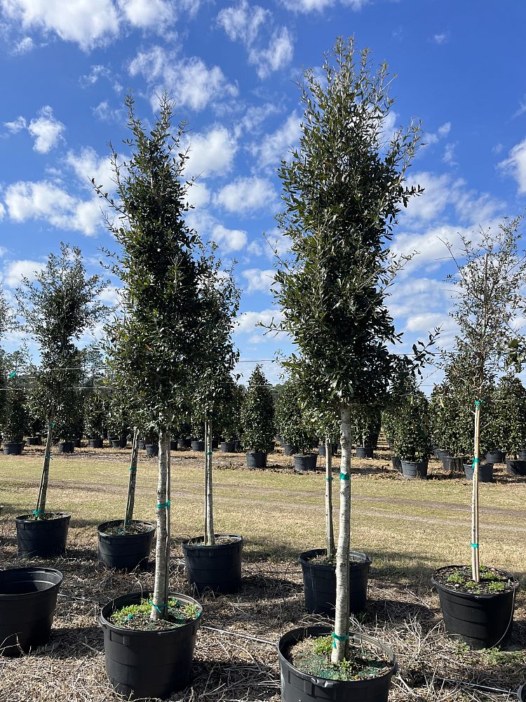 cupressus-arizonica-glabra-carolina-sapphire-arizona-blue-cypress-smooth-bark-arizona-cypress-callitropsis-glabra