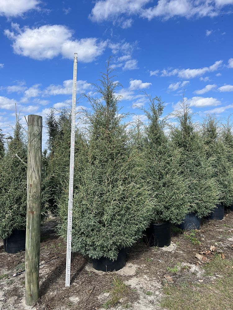 cupressus-arizonica-glabra-carolina-sapphire-arizona-blue-cypress-smooth-bark-arizona-cypress-callitropsis-glabra