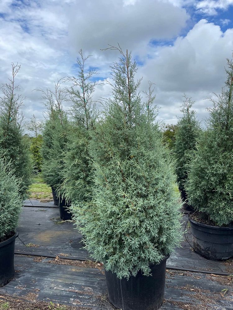 cupressus-arizonica-glabra-carolina-sapphire-arizona-blue-cypress-smooth-bark-arizona-cypress-callitropsis-glabra