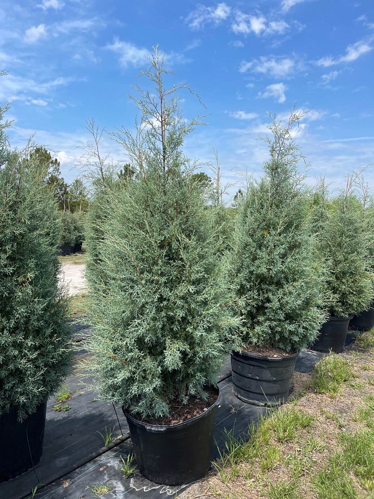 cupressus-arizonica-glabra-carolina-sapphire-arizona-blue-cypress-smooth-bark-arizona-cypress-callitropsis-glabra