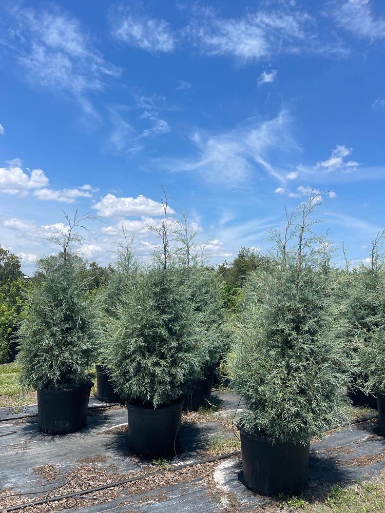 cupressus-arizonica-glabra-carolina-sapphire-arizona-blue-cypress-smooth-bark-arizona-cypress-callitropsis-glabra