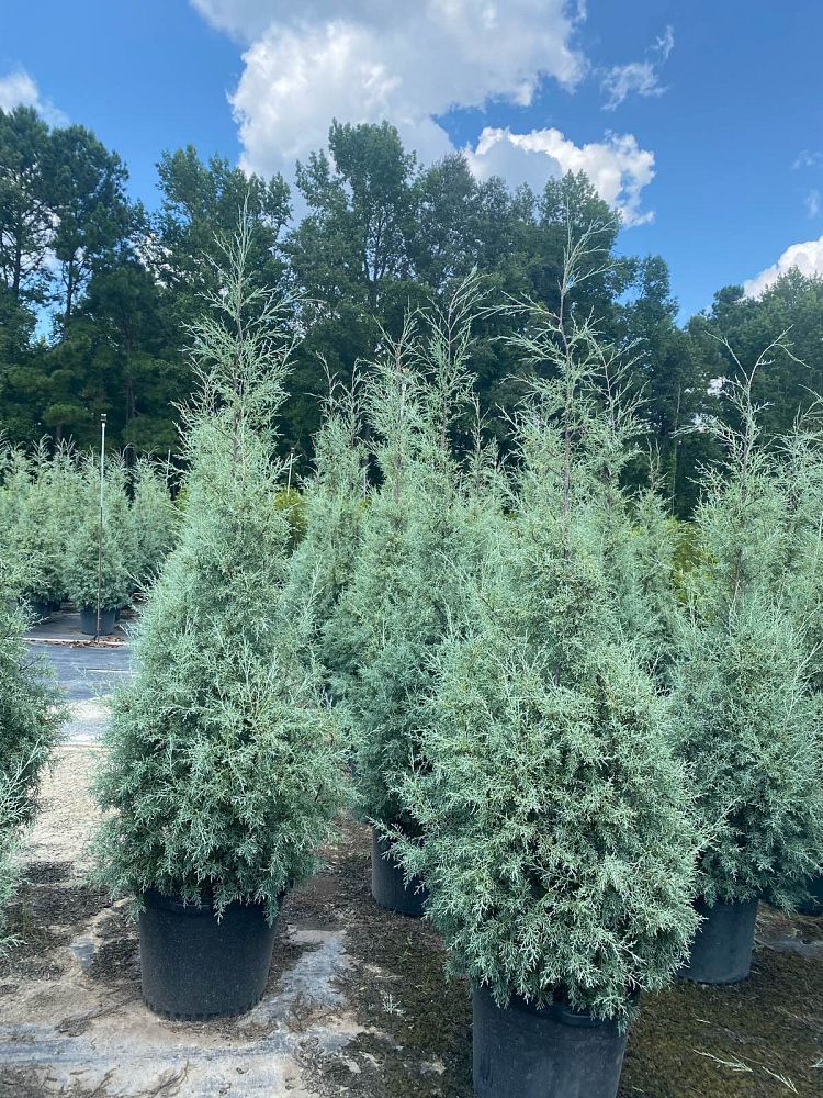 cupressus-arizonica-glabra-carolina-sapphire-arizona-blue-cypress-smooth-bark-arizona-cypress-callitropsis-glabra