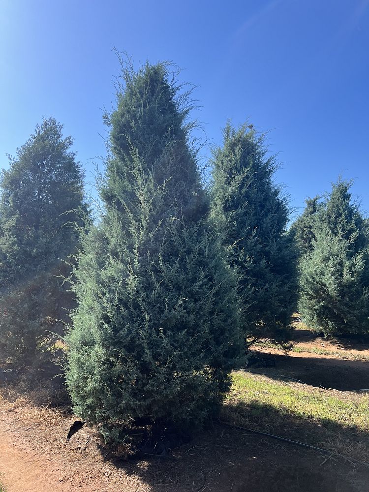 cupressus-arizonica-glabra-carolina-sapphire-arizona-blue-cypress-smooth-bark-arizona-cypress-callitropsis-glabra