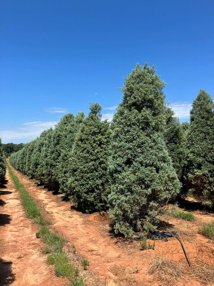 cupressus-arizonica-glabra-carolina-sapphire-arizona-blue-cypress-smooth-bark-arizona-cypress-callitropsis-glabra
