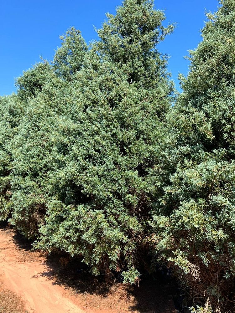 cupressus-arizonica-glabra-carolina-sapphire-arizona-blue-cypress-smooth-bark-arizona-cypress-callitropsis-glabra