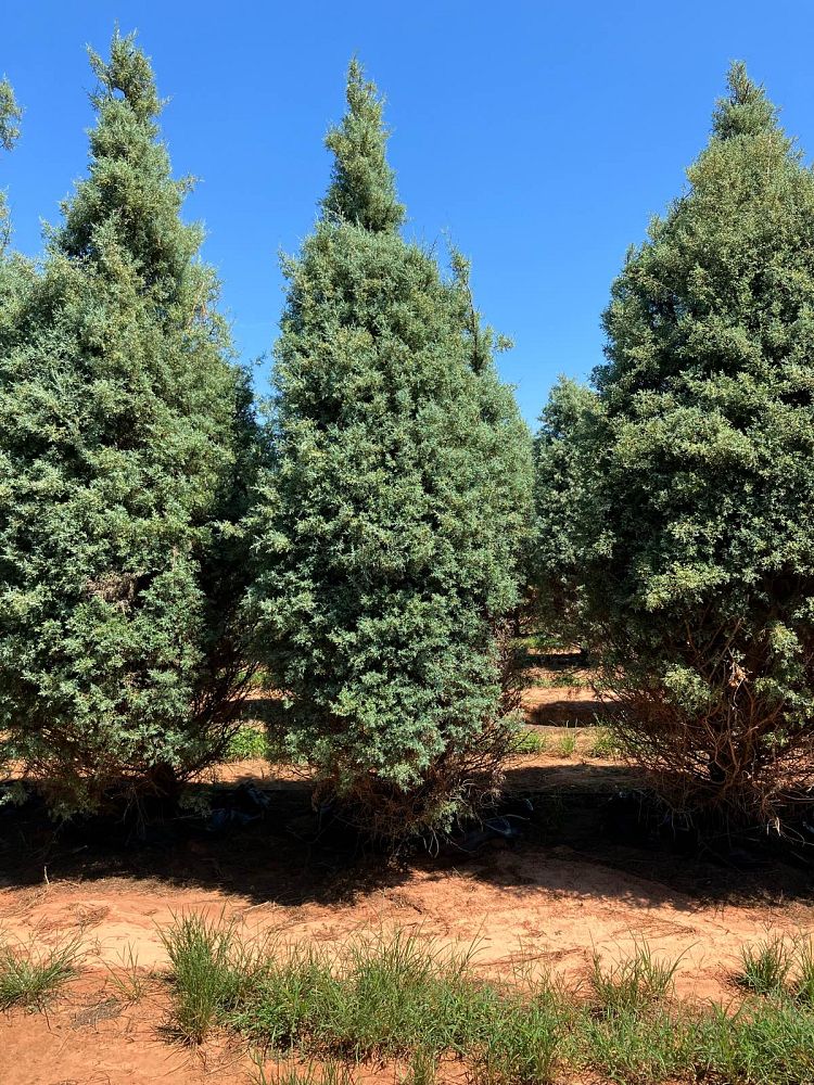 cupressus-arizonica-glabra-carolina-sapphire-arizona-blue-cypress-smooth-bark-arizona-cypress-callitropsis-glabra