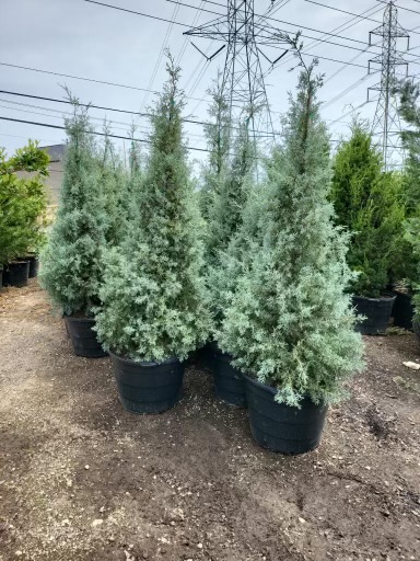 cupressus-arizonica-glabra-carolina-sapphire-arizona-blue-cypress-smooth-bark-arizona-cypress-callitropsis-glabra