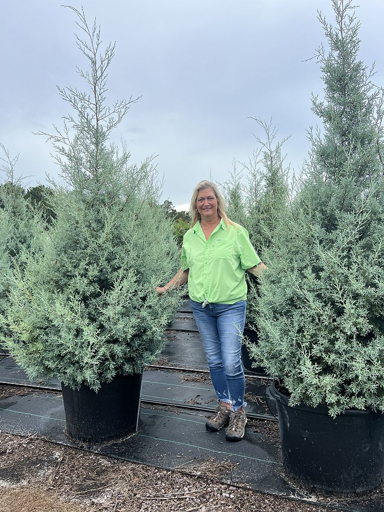 cupressus-arizonica-glabra-carolina-sapphire-arizona-blue-cypress-smooth-bark-arizona-cypress-callitropsis-glabra
