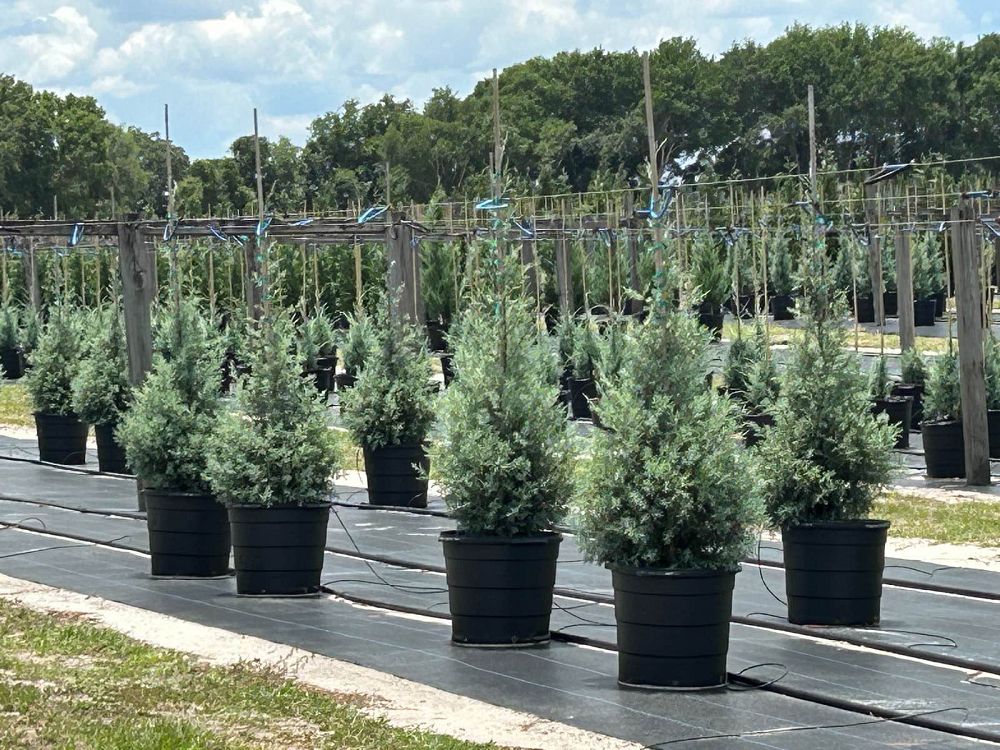 cupressus-arizonica-glabra-carolina-sapphire-arizona-blue-cypress-smooth-bark-arizona-cypress-callitropsis-glabra