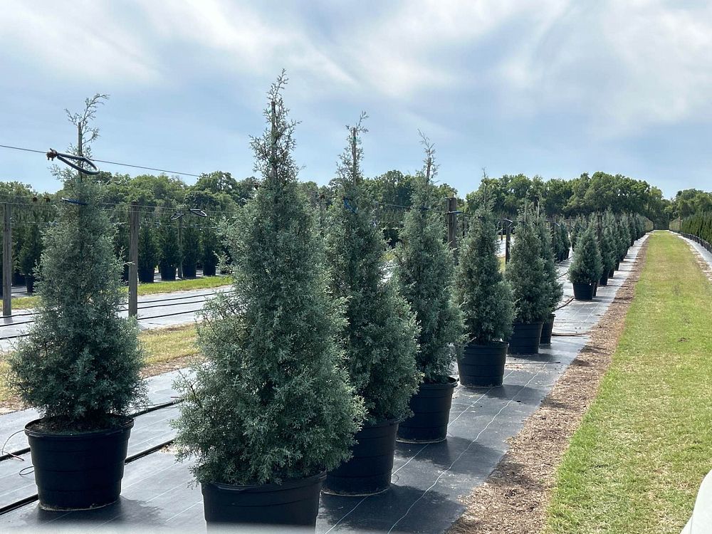 cupressus-arizonica-glabra-carolina-sapphire-arizona-blue-cypress-smooth-bark-arizona-cypress-callitropsis-glabra