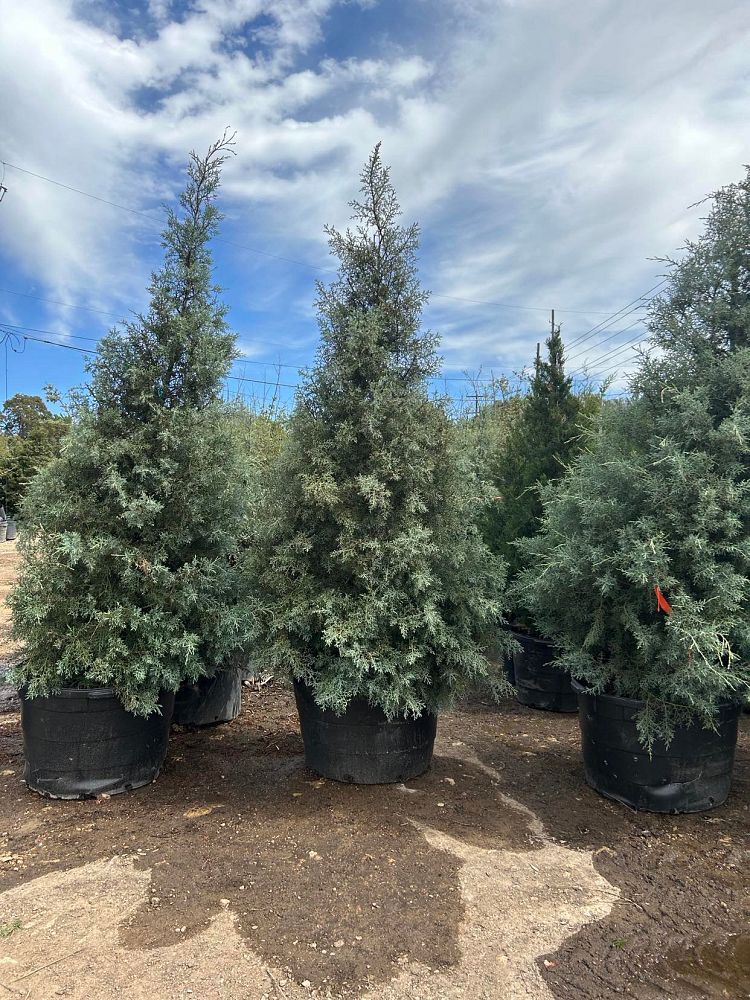 cupressus-arizonica-glabra-carolina-sapphire-arizona-blue-cypress-smooth-bark-arizona-cypress-callitropsis-glabra