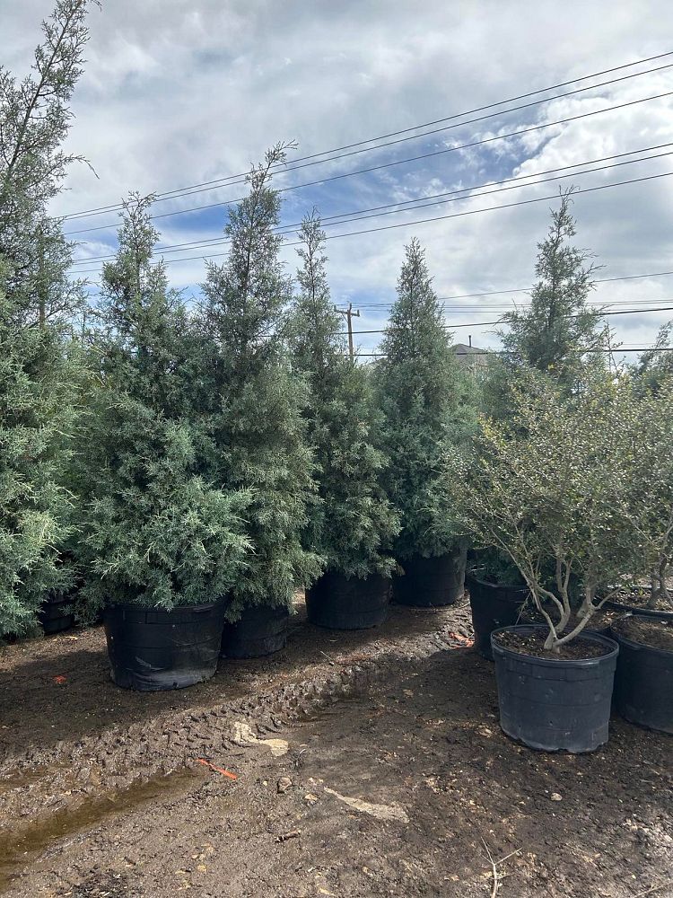 cupressus-arizonica-glabra-carolina-sapphire-arizona-blue-cypress-smooth-bark-arizona-cypress-callitropsis-glabra