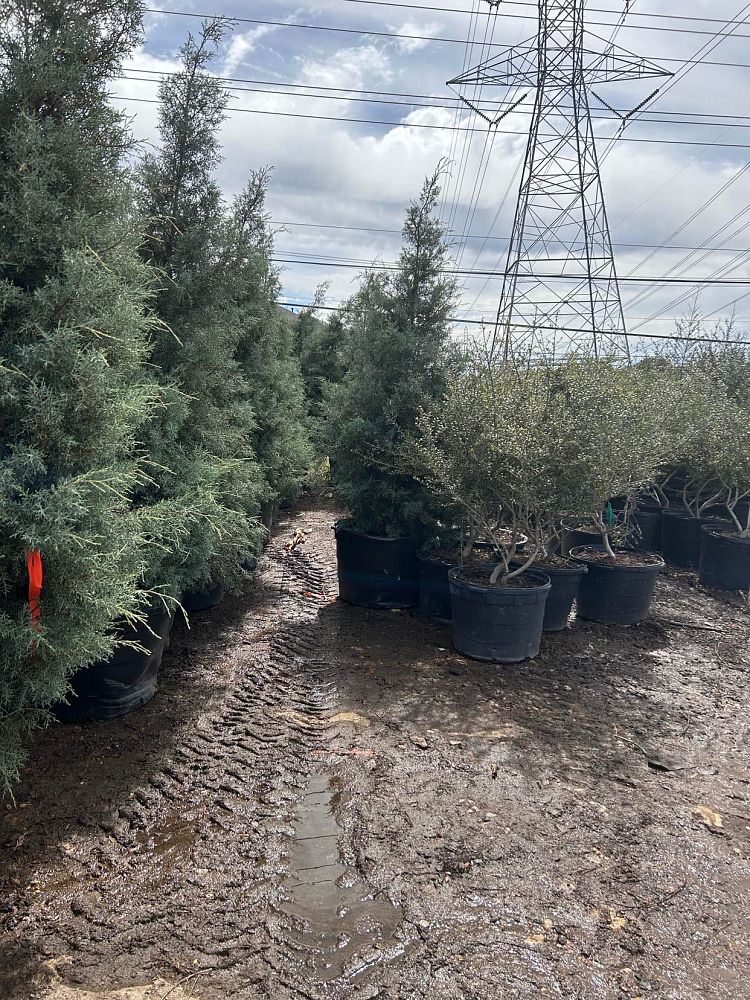 cupressus-arizonica-glabra-carolina-sapphire-arizona-blue-cypress-smooth-bark-arizona-cypress-callitropsis-glabra