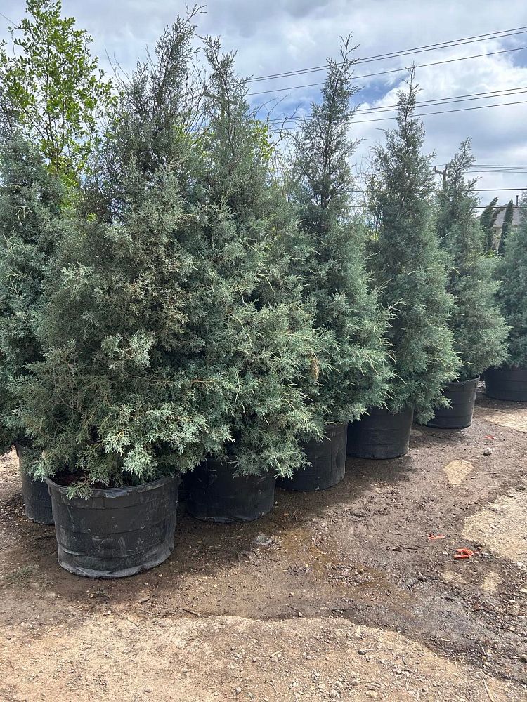 cupressus-arizonica-glabra-carolina-sapphire-arizona-blue-cypress-smooth-bark-arizona-cypress-callitropsis-glabra