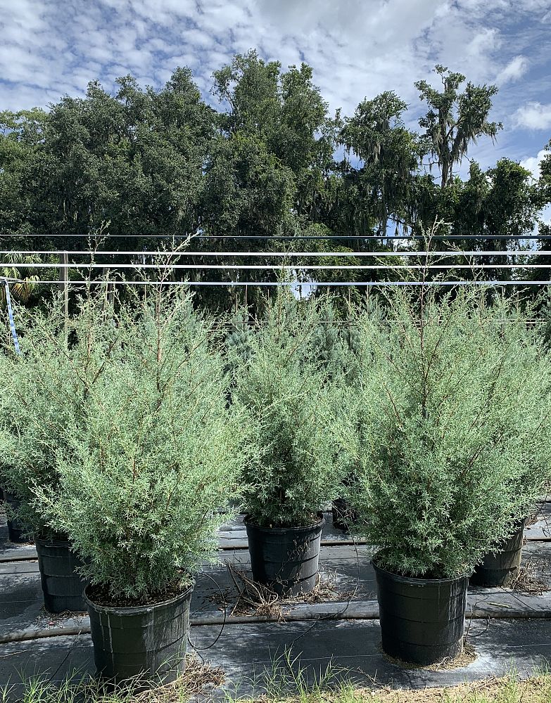 cupressus-arizonica-glabra-carolina-sapphire-arizona-blue-cypress-smooth-bark-arizona-cypress-callitropsis-glabra