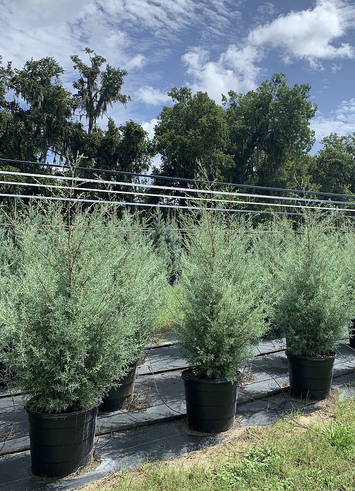 cupressus-arizonica-glabra-carolina-sapphire-arizona-blue-cypress-smooth-bark-arizona-cypress-callitropsis-glabra
