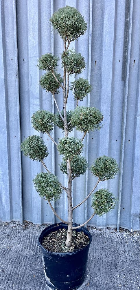 cupressus-arizonica-glabra-carolina-sapphire-arizona-blue-cypress-smooth-bark-arizona-cypress-callitropsis-glabra