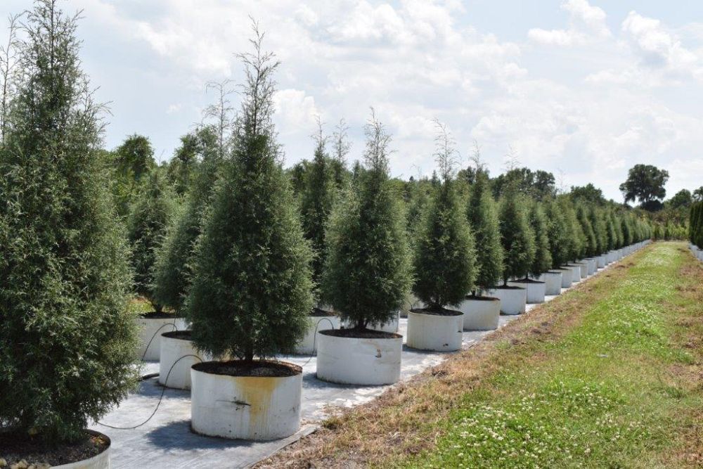 cupressus-arizonica-glabra-carolina-sapphire-arizona-blue-cypress-smooth-bark-arizona-cypress-callitropsis-glabra