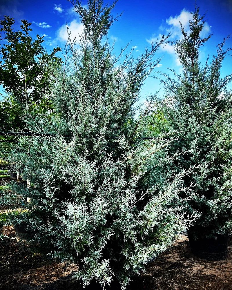 cupressus-arizonica-glabra-carolina-sapphire-arizona-blue-cypress-smooth-bark-arizona-cypress-callitropsis-glabra