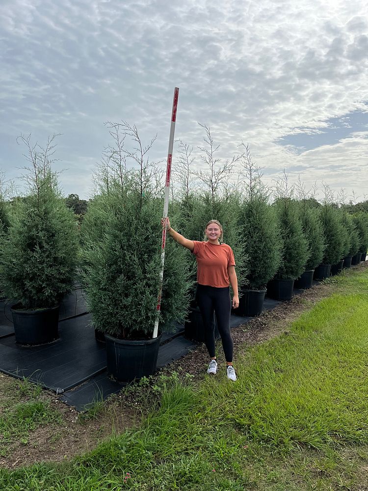 cupressus-arizonica-glabra-carolina-sapphire-arizona-blue-cypress-smooth-bark-arizona-cypress-callitropsis-glabra