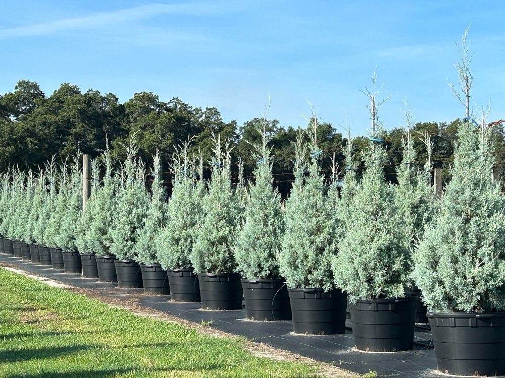 cupressus-arizonica-glabra-carolina-sapphire-arizona-blue-cypress-smooth-bark-arizona-cypress-callitropsis-glabra