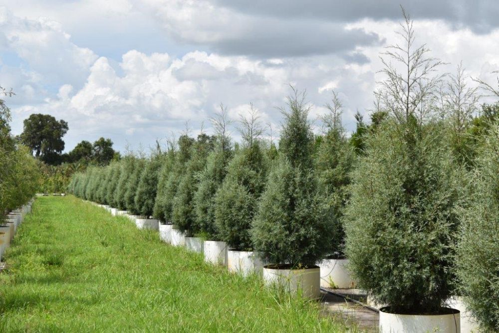 cupressus-arizonica-glabra-carolina-sapphire-arizona-blue-cypress-smooth-bark-arizona-cypress-callitropsis-glabra