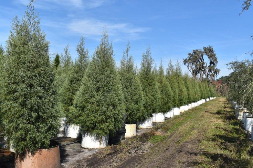 cupressus-arizonica-glabra-carolina-sapphire-arizona-blue-cypress-smooth-bark-arizona-cypress-callitropsis-glabra